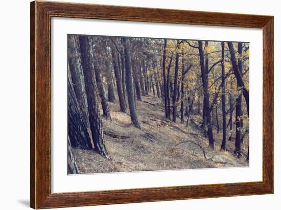 Yellow Leaves Trees-iunewind-Framed Photographic Print