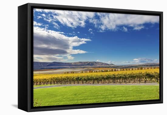 Yellow Leaves Vines Rows Grapes Wine Green Grass Autumn Red Mountain Benton City, Washington State-William Perry-Framed Premier Image Canvas