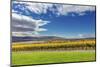 Yellow Leaves Vines Rows Grapes Wine Green Grass Autumn Red Mountain Benton City, Washington State-William Perry-Mounted Photographic Print