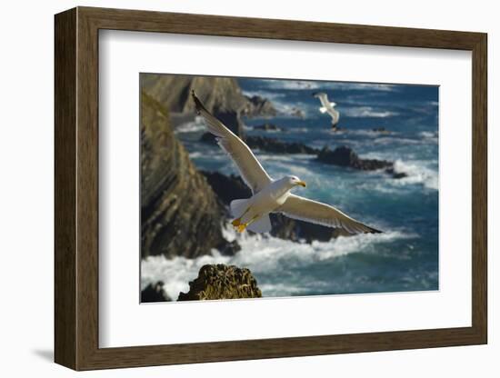 Yellow Legged Gull (Larus Michahellis) in Flight, Cabo Sard?o (Cape) Alentejo, Portugal-Quinta-Framed Photographic Print