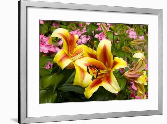 Yellow Lilies-George Johnson-Framed Photographic Print