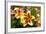 Yellow Lilies-George Johnson-Framed Photographic Print