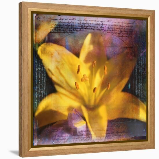 Yellow Lily and Text-Colin Anderson-Framed Premier Image Canvas