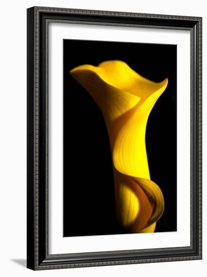 Yellow Lily-Tammy Putman-Framed Photographic Print