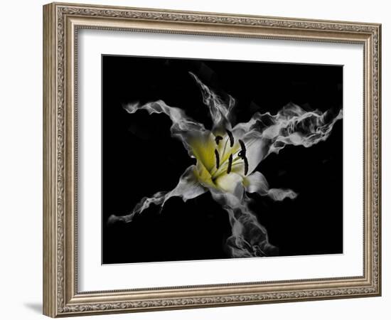 Yellow Lily-Lori Hutchison-Framed Photographic Print