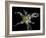 Yellow Lily-Lori Hutchison-Framed Photographic Print