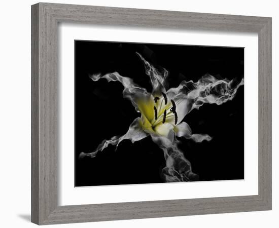 Yellow Lily-Lori Hutchison-Framed Photographic Print