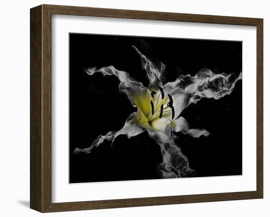 Yellow Lily-Lori Hutchison-Framed Photographic Print