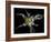 Yellow Lily-Lori Hutchison-Framed Photographic Print