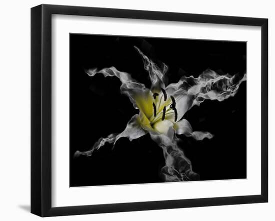 Yellow Lily-Lori Hutchison-Framed Photographic Print