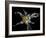 Yellow Lily-Lori Hutchison-Framed Photographic Print