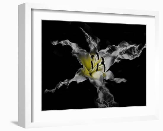 Yellow Lily-Lori Hutchison-Framed Photographic Print