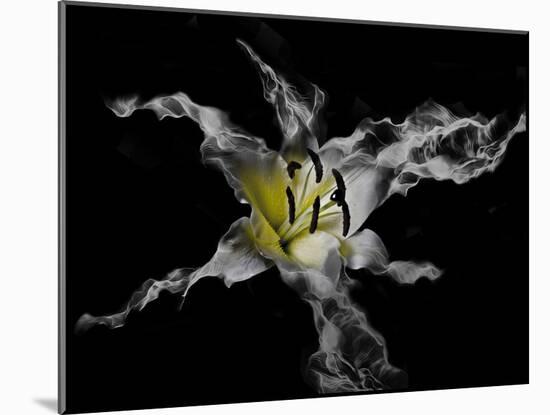 Yellow Lily-Lori Hutchison-Mounted Photographic Print