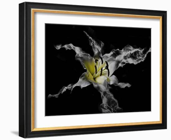 Yellow Lily-Lori Hutchison-Framed Photographic Print