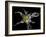 Yellow Lily-Lori Hutchison-Framed Photographic Print