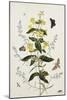 Yellow Loosestrife and Other Wild Flowers-Thomas Robins Jr-Mounted Giclee Print