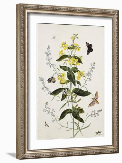 Yellow Loosestrife and Other Wild Flowers-Thomas Robins Jr-Framed Giclee Print