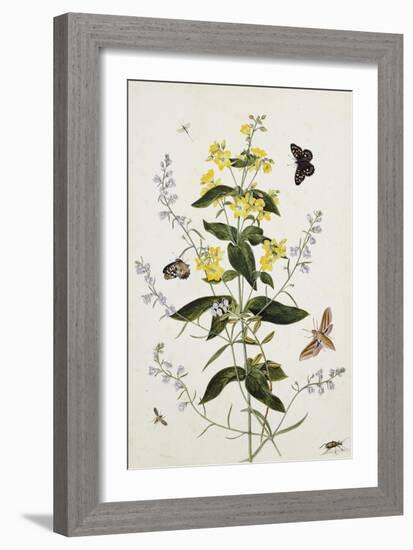 Yellow Loosestrife and Other Wild Flowers-Thomas Robins Jr-Framed Giclee Print