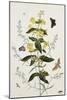 Yellow Loosestrife and Other Wild Flowers-Thomas Robins Jr-Mounted Giclee Print