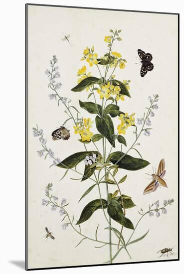 Yellow Loosestrife and Other Wild Flowers-Thomas Robins Jr-Mounted Giclee Print