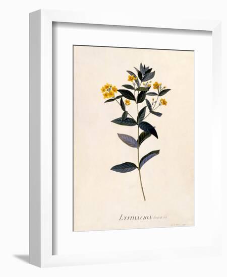 Yellow Loosestrife, C.1760-Georg Dionysius Ehret-Framed Giclee Print