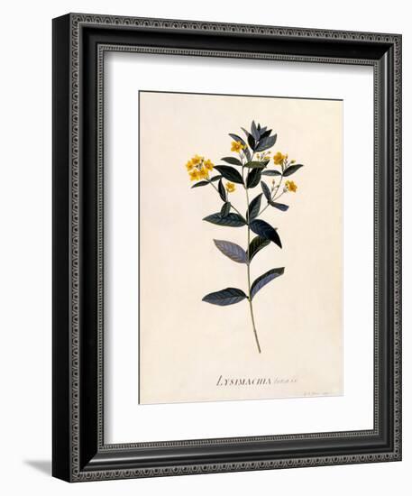 Yellow Loosestrife, C.1760-Georg Dionysius Ehret-Framed Giclee Print