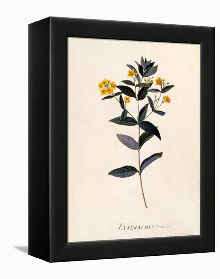 Yellow Loosestrife, C.1760-Georg Dionysius Ehret-Framed Premier Image Canvas