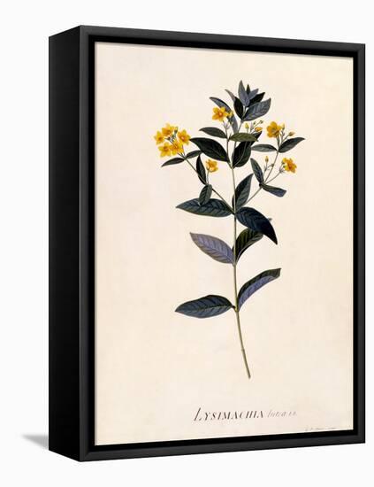 Yellow Loosestrife, C.1760-Georg Dionysius Ehret-Framed Premier Image Canvas