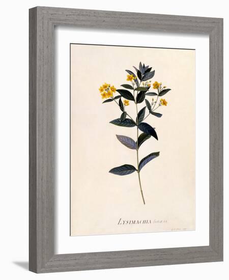 Yellow Loosestrife, C.1760-Georg Dionysius Ehret-Framed Giclee Print