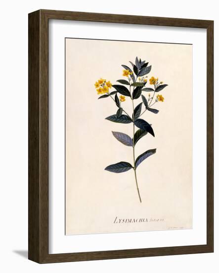 Yellow Loosestrife, C.1760-Georg Dionysius Ehret-Framed Giclee Print