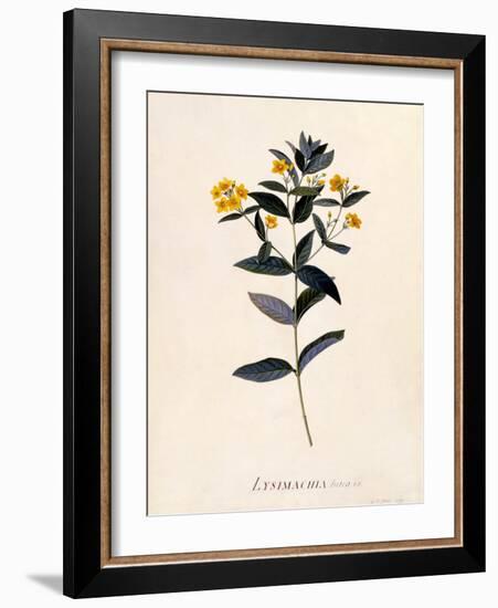 Yellow Loosestrife, C.1760-Georg Dionysius Ehret-Framed Giclee Print