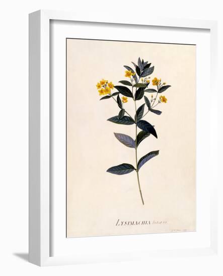 Yellow Loosestrife, C.1760-Georg Dionysius Ehret-Framed Giclee Print