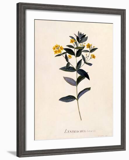 Yellow Loosestrife, C.1760-Georg Dionysius Ehret-Framed Giclee Print