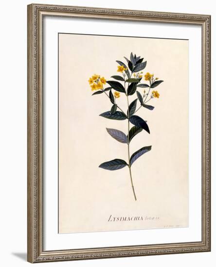 Yellow Loosestrife, C.1760-Georg Dionysius Ehret-Framed Giclee Print