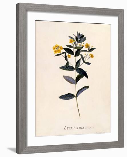 Yellow Loosestrife, C.1760-Georg Dionysius Ehret-Framed Giclee Print