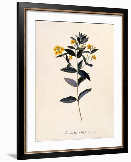Yellow Loosestrife, C.1760-Georg Dionysius Ehret-Framed Giclee Print