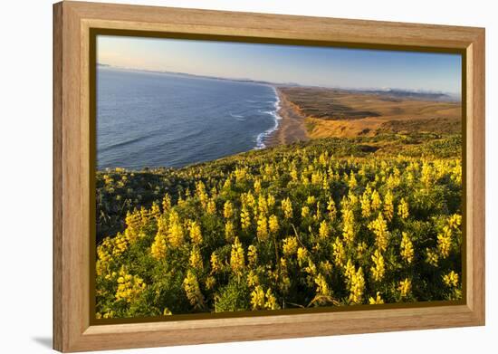 Yellow lupine above Point Reyes Beach. California, USA-Chuck Haney-Framed Premier Image Canvas