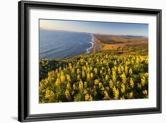 Yellow lupine above Point Reyes Beach. California, USA-Chuck Haney-Framed Photographic Print