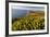 Yellow lupine above Point Reyes Beach. California, USA-Chuck Haney-Framed Photographic Print