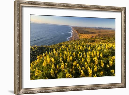 Yellow lupine above Point Reyes Beach. California, USA-Chuck Haney-Framed Photographic Print