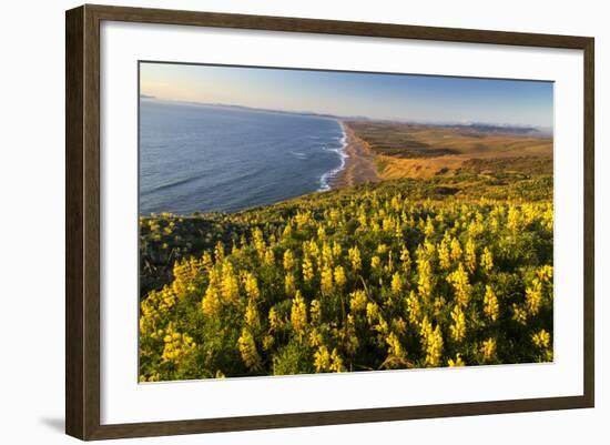 Yellow lupine above Point Reyes Beach. California, USA-Chuck Haney-Framed Photographic Print