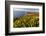 Yellow lupine above Point Reyes Beach. California, USA-Chuck Haney-Framed Photographic Print