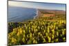 Yellow lupine above Point Reyes Beach. California, USA-Chuck Haney-Mounted Photographic Print