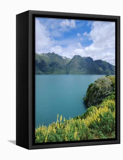 Yellow Lupins Beside Lake Wakatipu, Canterbury, South Island, New Zealand-Neale Clarke-Framed Premier Image Canvas