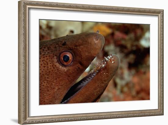 Yellow-Margined Moray (Gymnothorax Flavimarginatus) and Cleaner Shrimp Working around its Open Mout-Reinhard Dirscherl-Framed Photographic Print