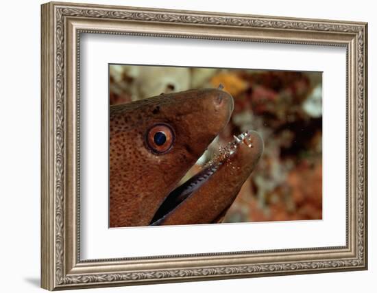 Yellow-Margined Moray (Gymnothorax Flavimarginatus) and Cleaner Shrimp Working around its Open Mout-Reinhard Dirscherl-Framed Photographic Print