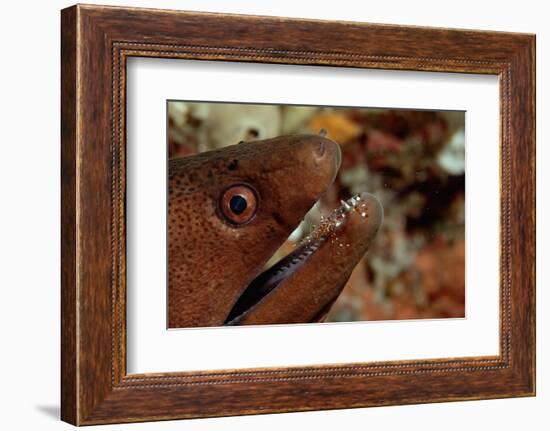 Yellow-Margined Moray (Gymnothorax Flavimarginatus) and Cleaner Shrimp Working around its Open Mout-Reinhard Dirscherl-Framed Photographic Print