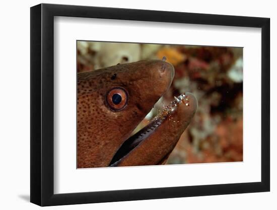 Yellow-Margined Moray (Gymnothorax Flavimarginatus) and Cleaner Shrimp Working around its Open Mout-Reinhard Dirscherl-Framed Photographic Print