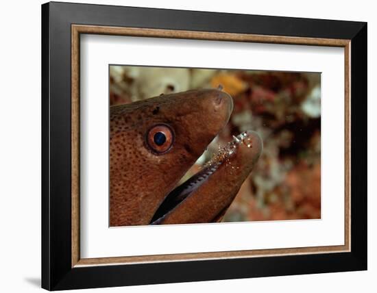 Yellow-Margined Moray (Gymnothorax Flavimarginatus) and Cleaner Shrimp Working around its Open Mout-Reinhard Dirscherl-Framed Photographic Print