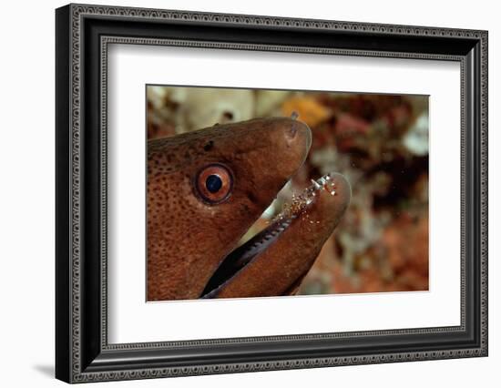 Yellow-Margined Moray (Gymnothorax Flavimarginatus) and Cleaner Shrimp Working around its Open Mout-Reinhard Dirscherl-Framed Photographic Print